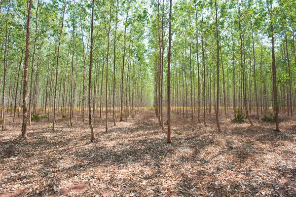 eucalyptus forests park