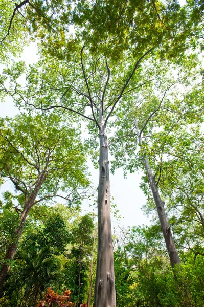 Eukaliptusz erdőkben park — Stock Fotó