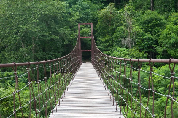 Paseo de cuerdas a través de las copas de los árboles en un bosque lluvioso — Foto de Stock