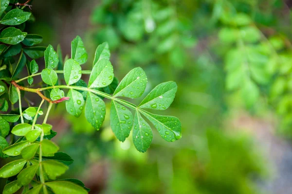 Grüne Blätter Textur Hintergrund Makro — Stockfoto
