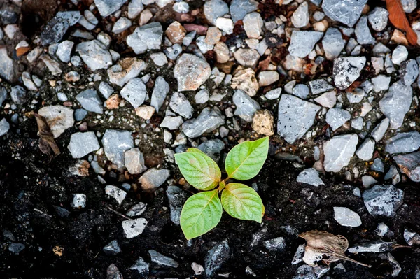 Albero dei semi, erbaccia che cresce attraverso la fessura del pavimento — Foto Stock
