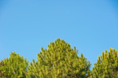  çam ağacı ve mavi gökyüzü güneş