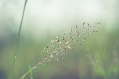 Çiçekli ot yumuşak bulanıklık yapıları