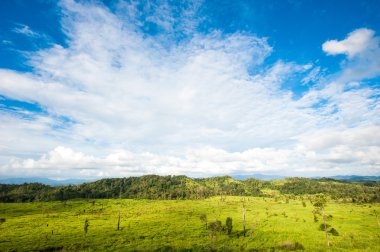 Bahar çimen ve orman alanı