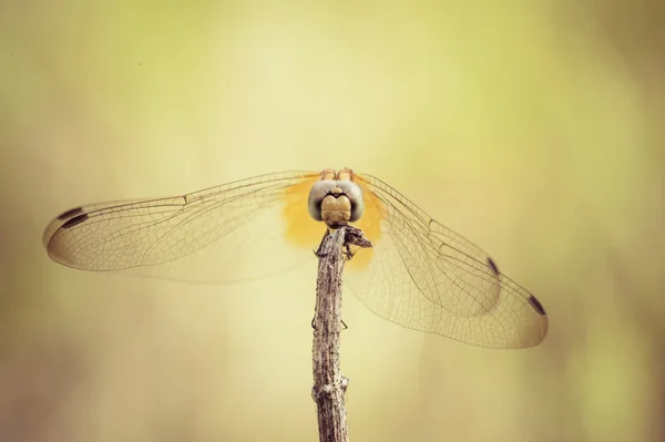 Dragonfly με έγχρωμο φόντο — Φωτογραφία Αρχείου