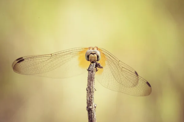 Libélula con fondo de color — Foto de Stock