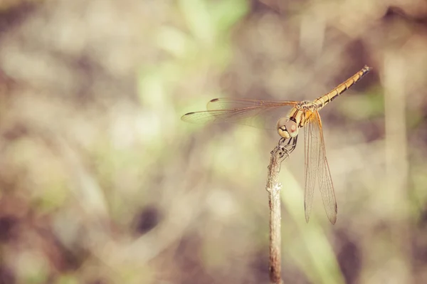 Libélula con fondo de color — Foto de Stock