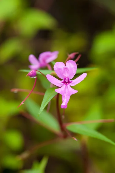 Ground orchid, Habenaria rhodocheila — Stock Photo, Image