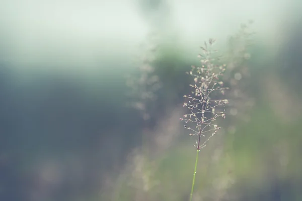 開花草ソフトなぼかし効果の構造 — ストック写真