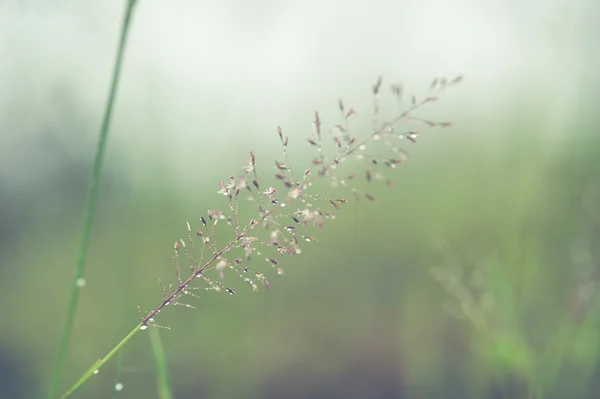 Estruturas de grama florida desfoque macio — Fotografia de Stock