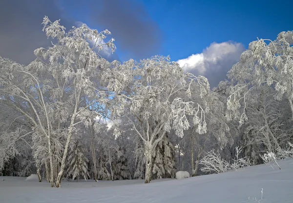 Bos bomen bedekt met sneeuw — Stockfoto