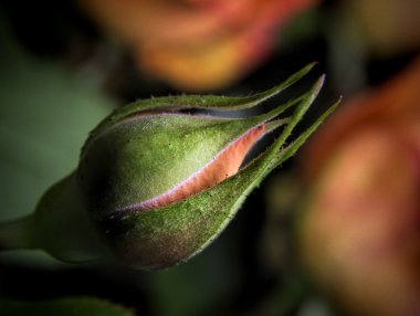 kapalı çiçek küçük kırmızı gül