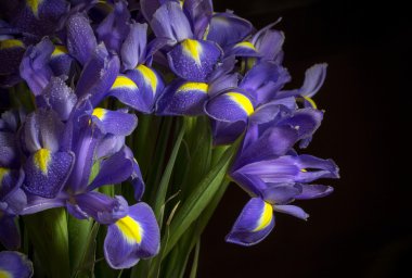 çiğ damlaları ile mavi iris