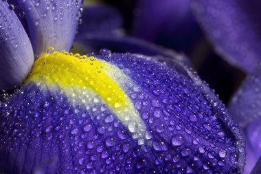 Mavi iris petal çiğ damlaları ile
