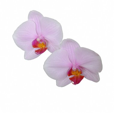 pembe orkide çiçek