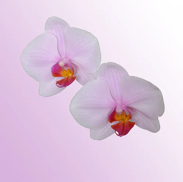 Цветущая розовая орхидея — стоковое фото