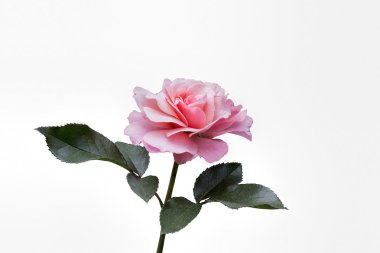 Pembe Gül beyaz arkaplanda izole edildi