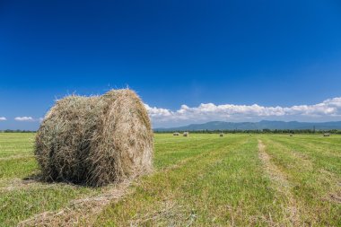 rulo saman yeşil alanda