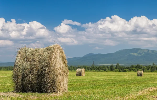 Рулон сена в зеленом поле — стоковое фото