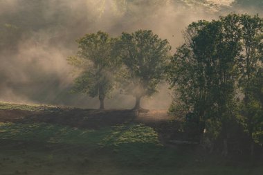 Sisli ormanın sonbahar manzarası