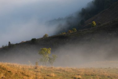 Sisli ormanın sonbahar manzarası