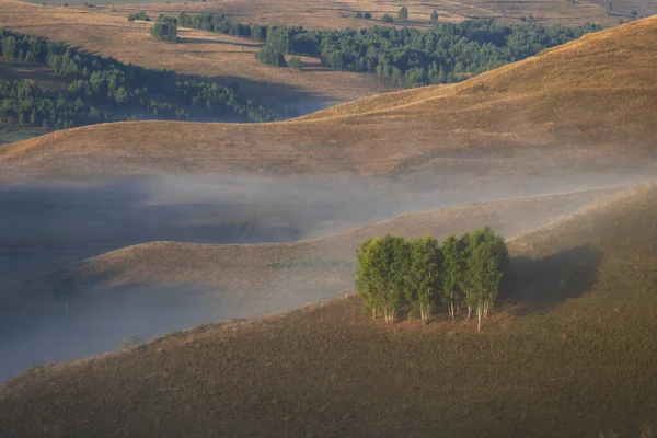 Paysage Automnal Forêt Brumeuse — Photo