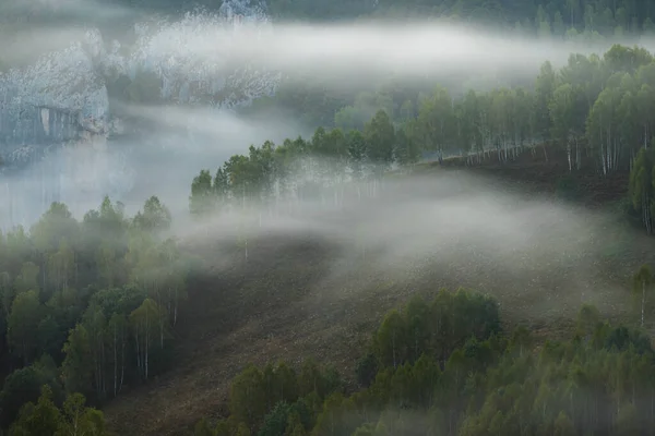 Paisagem Outono Floresta Nebulosa — Fotografia de Stock