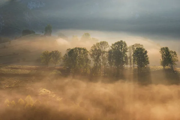 Paysage Montagneux Avec Brouillard Matinal Lisière Forêt Dans Les Montagnes — Photo