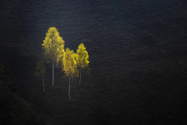 霧の森の秋の風景 — ストック写真