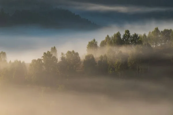 Őszi Táj Ködös Erdő — Stock Fotó