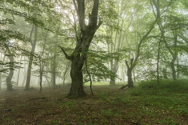 Paesaggio Estivo Foresta Nebbiosa All Alba — Foto Stock