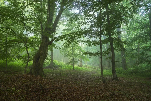 Paesaggio Estivo Foresta Nebbiosa All Alba — Foto Stock