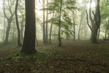 Sisli ormanın yaz manzarası, gün doğumunda.