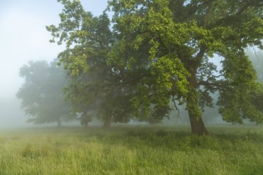 Breite Oak Reserve, Romanya 'nın yaz manzarası. Sighisoara yakınlarındaki laik meşe ormanı