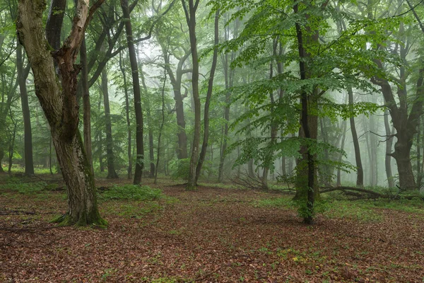 Paesaggio Estivo Foresta Nebbiosa All Alba — Foto Stock