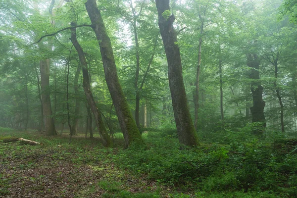 Sisli Ormanın Yaz Manzarası Gün Doğumunda — Stok fotoğraf