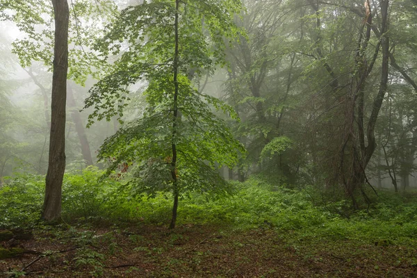 霧深い森の夏の風景 日の出 — ストック写真