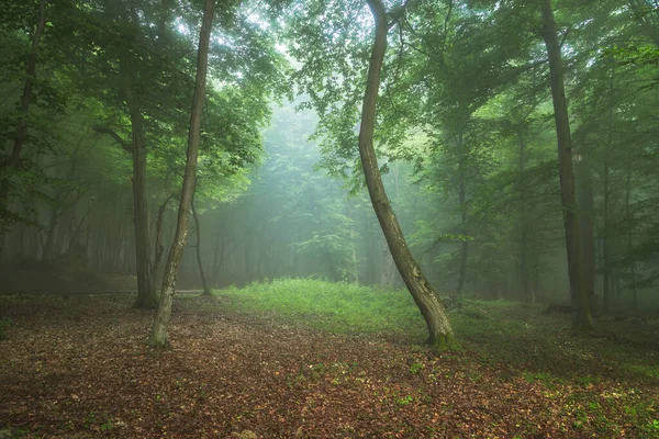Sisli ormanın yaz manzarası, gün doğumunda.