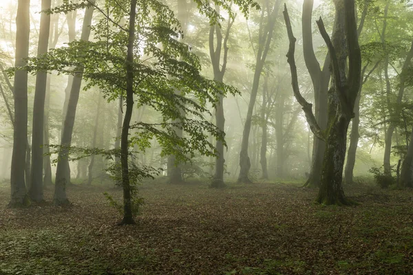 霧深い森の夏の風景 日の出 — ストック写真