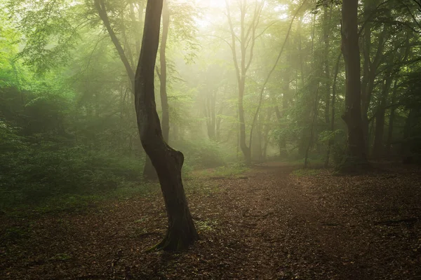Sisli Ormanın Yaz Manzarası Gün Doğumunda — Stok fotoğraf