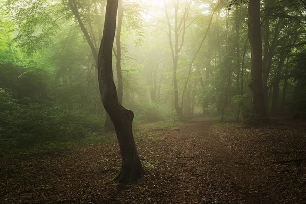 Paysage Estival Forêt Brumeuse Lever Soleil — Photo