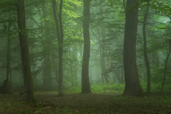 Sommarlandskap Dimmig Skog Vid Soluppgången — Stockfoto