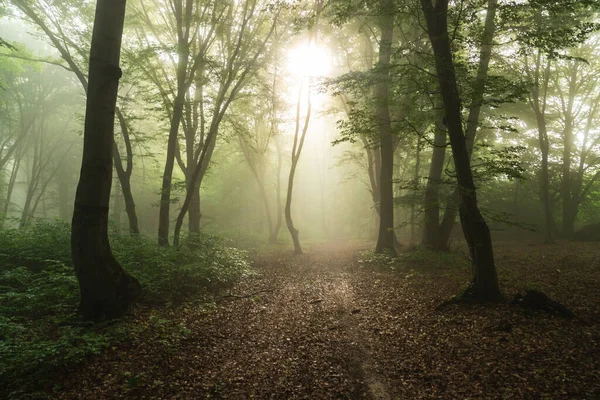 Paysage Estival Forêt Brumeuse Lever Soleil — Photo