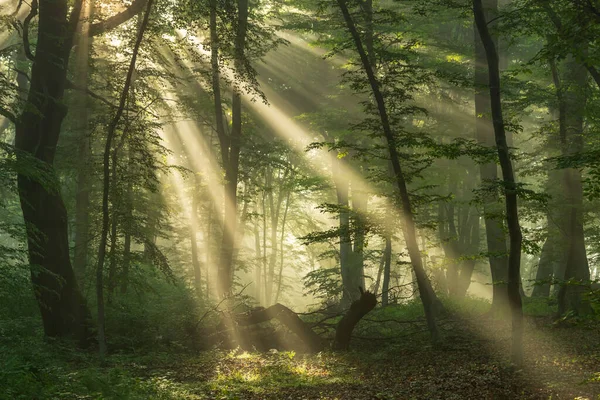 Sisli Ormanın Yaz Manzarası Gün Doğumunda — Stok fotoğraf