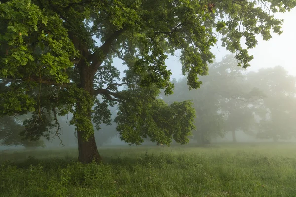 Breite Oak Reserve, Romanya 'nın yaz manzarası. Sighisoara yakınlarındaki laik meşe ormanı