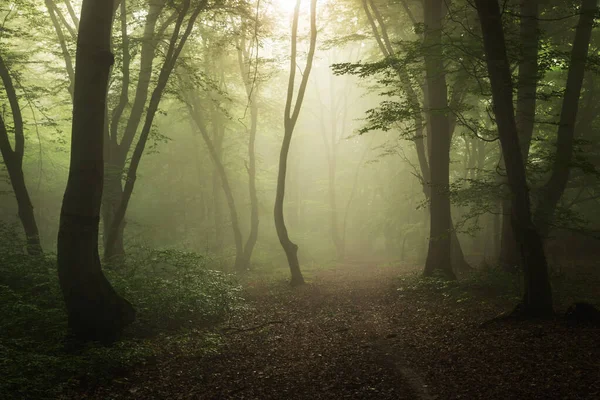 Paysage Estival Forêt Brumeuse Lever Soleil — Photo