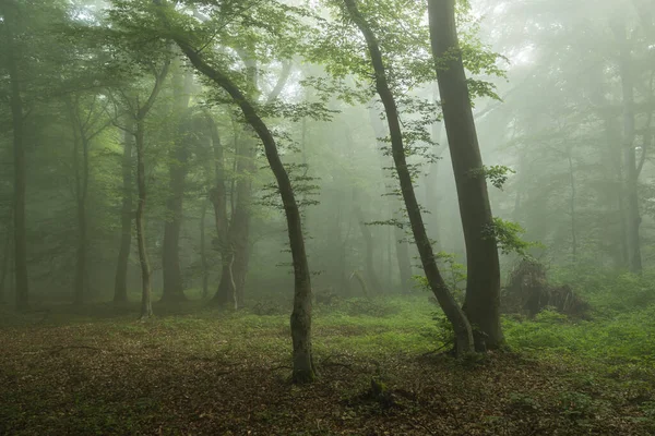 霧深い森の夏の風景 日の出 — ストック写真