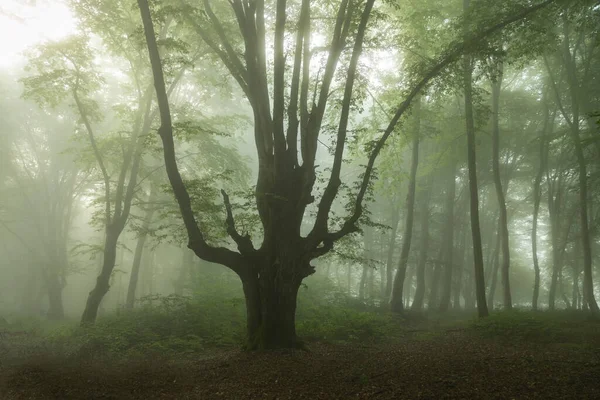 霧深い森の夏の風景 日の出 — ストック写真