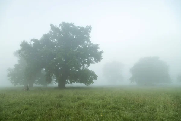 Sommerlandschaft Des Reservats Breite Eiche Rumänien Säkularer Eichenwald Bei Sighisoara — Stockfoto