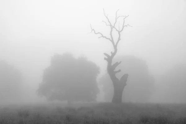 Paisagem Verão Breite Oak Reserve Romênia Floresta Carvalho Secular Perto — Fotografia de Stock